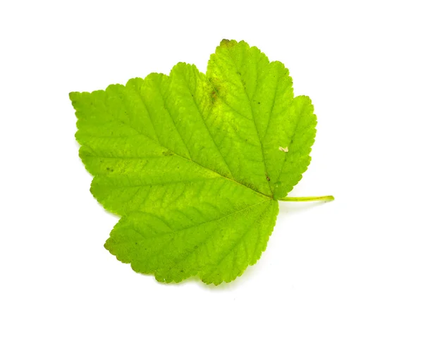 Hoja de otoño verde — Foto de Stock