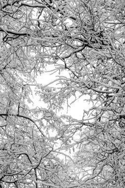 Ağaçların karlı dalları beyaz bir gökyüzü arka planına karşı. Kış.