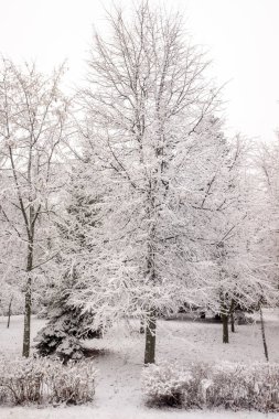 Kış parkı, manzara, karlı orman. Kış.