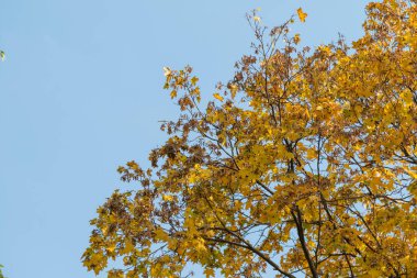 Mavi gökyüzüne karşı güzel sonbahar ağaçları. Sonbaharın parlak renkleri, doğa.