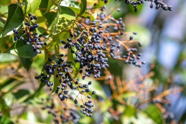 Çalı üzerinde yabani üzümler, doğa.