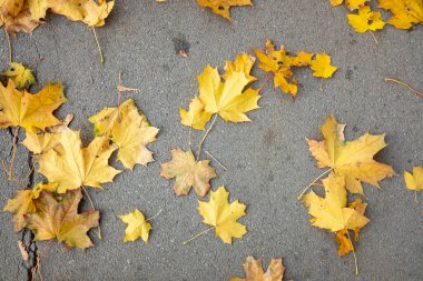 Yerde sarı yapraklar, sonbahar manzarası.