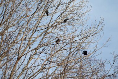 Kışın kardaki kara karga.