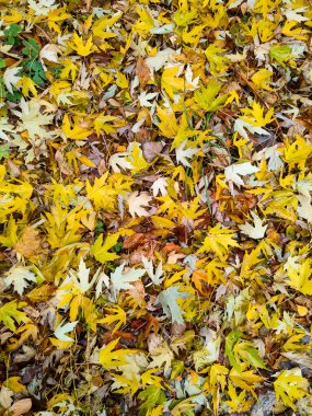 Sonbahar sarı yaprakları doğada