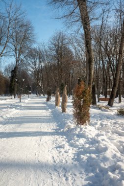Kış manzarası, orman, doğal park.