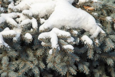 Beyaz karda kuru dallar. Kış doğası.