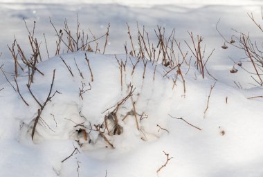 Arkaplan olarak kar, karın altından kuru bir dal