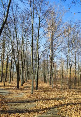 Parkta yaprakları olmayan uzun ağaçlar, sonbahar manzarası, açık güneşli bir gün..