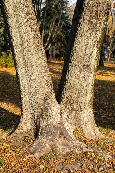 ormandaki eski bir ağacın gövde