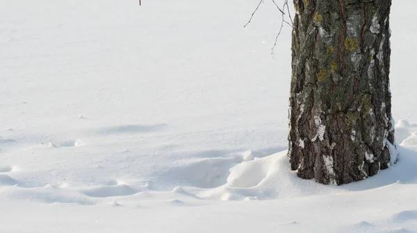 Holé Suché Větve Bílém Sněhu Zimní Příroda — Stock fotografie