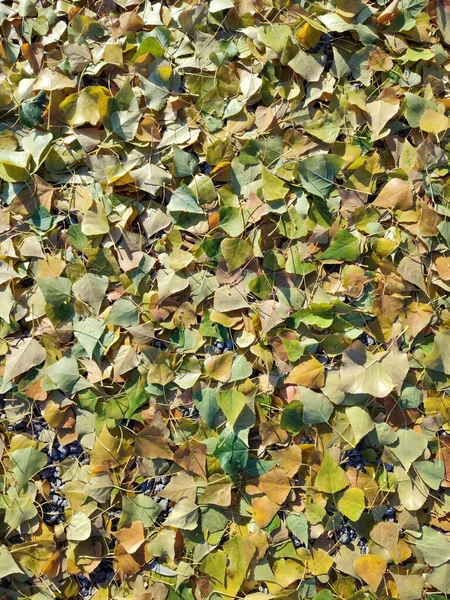 Background Bright Autumn Foliage Ground — Stock Photo, Image