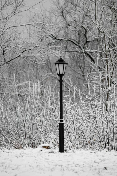 冬の公園 雪の森 — ストック写真