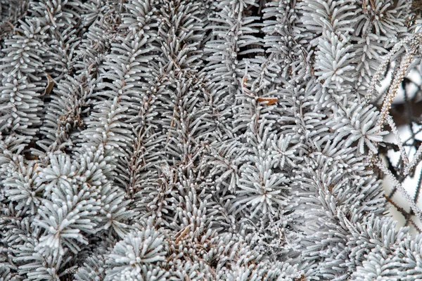 Ялинові Гілки Білосніжному Снігу Зимовий Настрій — стокове фото