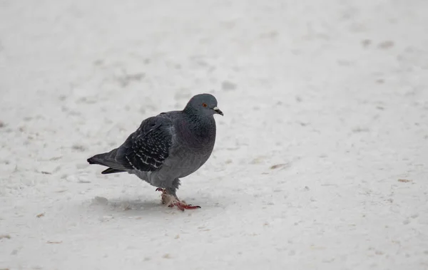 Schwarze Krähe Winter Schnee — Stockfoto