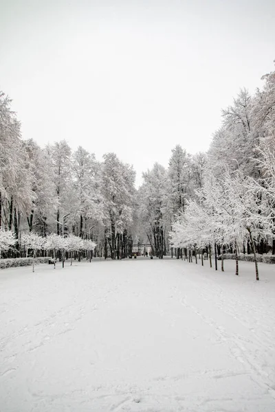 冬季公园 雪地的森林 — 图库照片