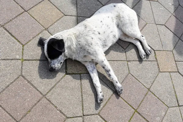 Chien Dans Rue Trouve Sous Soleil Sur Sol — Photo