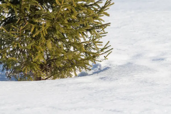 Télen Egy Kis Zöld Lucfenyő Ágat Borít — Stock Fotó