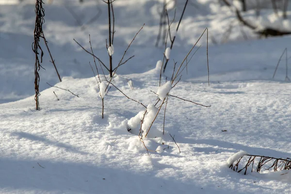 Weiße Schneebälle Auf Einem Ast Einem Sonnigen Tag — Stockfoto