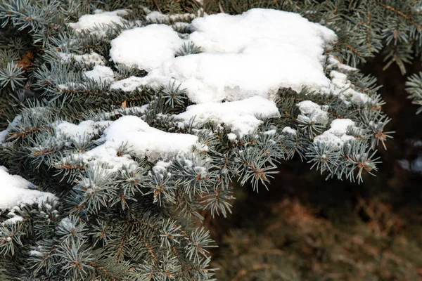 Branches Sèches Nues Dans Neige Blanche Nature Hivernale — Photo