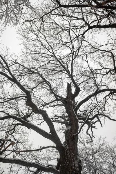 Des Branches Arbres Enneigées Sur Fond Ciel Blanc Hiver — Photo