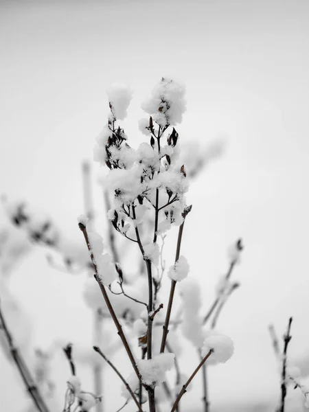 Snowy Branches Trees White Sky Background Winter — Stock Photo, Image