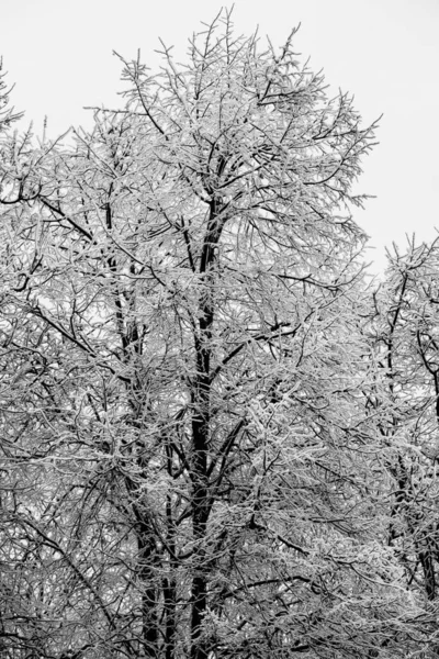 Ramos Nevados Árvores Contra Fundo Céu Branco Inverno — Fotografia de Stock