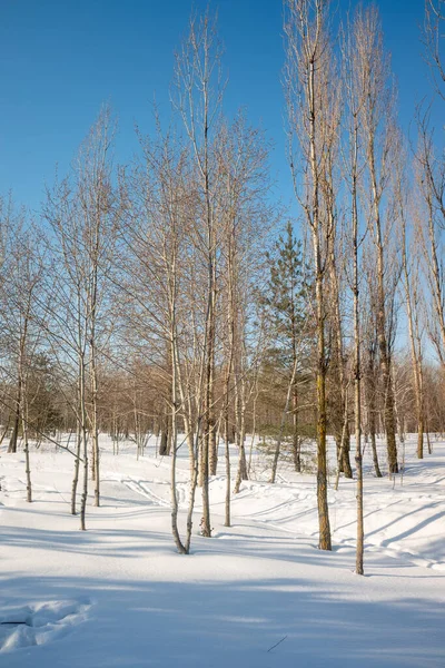 Paisagem Inverno Floresta Parque Natural — Fotografia de Stock