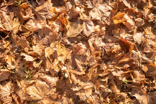 Jesień Żółte Liście Ziemi Natura — Zdjęcie stockowe