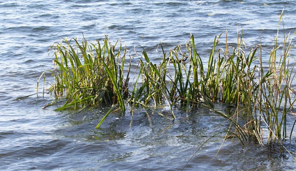 Heldere Planten Een Natuurpark — Stockfoto