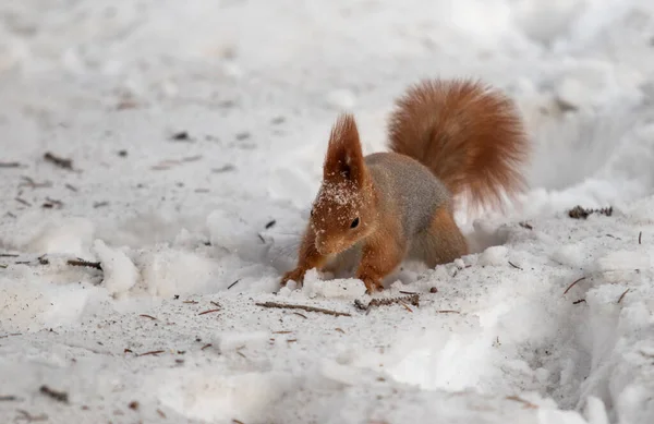 Rotes Eichhörnchen Auf Weißem Schnee Winter — Stockfoto