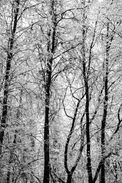 Winterpark Landschaft Verschneiter Wald Winter — Stockfoto