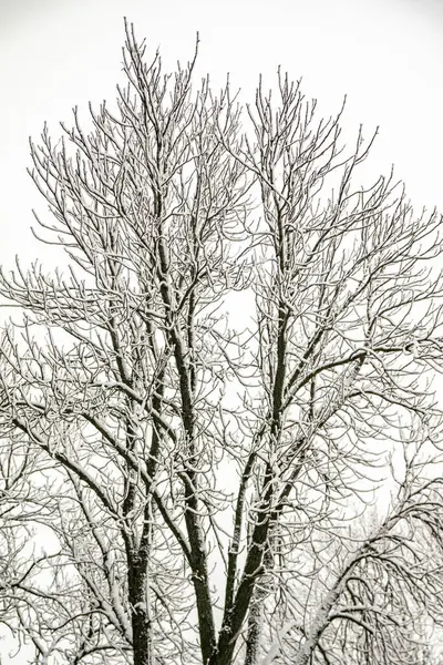 Sneeuwachtige Takken Van Bomen Tegen Een Witte Lucht Achtergrond Winter — Stockfoto