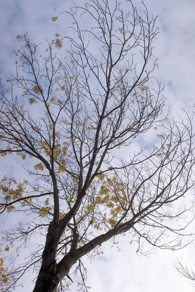 空に対する秋の木の枝 下からの眺め — ストック写真