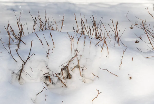 雪を背景に雪の下から乾いた枝が — ストック写真