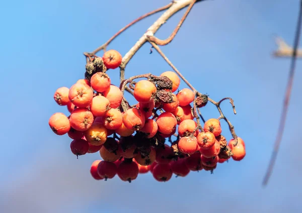 Strauß Roter Vogelbeeren Der Natur — Stockfoto