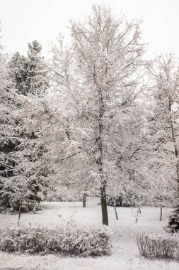 Kış parkı, manzara, karlı orman. Kış.
