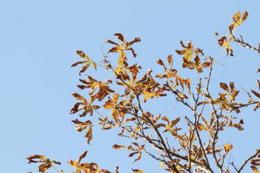 Sonbahar manzarası, gökyüzünde parlak yaprakları olan ağaçlar..