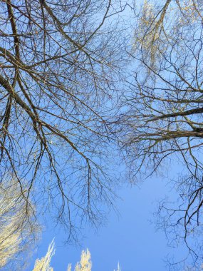 Sonbahar ağaçlarının dalları gökyüzüne karşı. Alt görünüm.