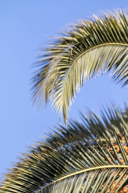 Palmiye ağaçları, yeşil yapraklar, doğal manzara..