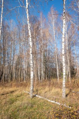 Parkta yaprakları olmayan uzun ağaçlar, sonbahar manzarası, açık güneşli bir gün..
