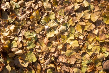 Sonbahar, parlak ağaç yaprakları, yakın çevre, manzara.