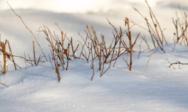 Arkaplan olarak kar, karın altından kuru bir dal