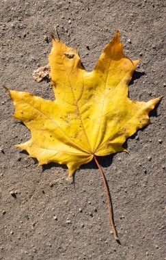 Yerde sarı yapraklar, sonbahar manzarası.