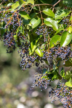 Çalı üzerinde yabani üzümler, doğa.