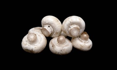izole üzerinde siyah arka plan champignon mantar.