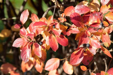 Sonbahar manzarası, gökyüzünde parlak yaprakları olan ağaçlar..