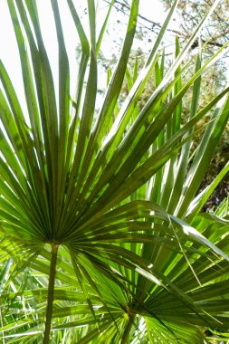 Yeşil ağaçlar tatil köyü parkında.