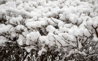 Ağaçların karlı dalları beyaz bir gökyüzü arka planına karşı. Kış.