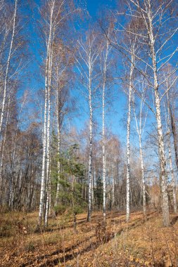Parkta yaprakları olmayan uzun ağaçlar, sonbahar manzarası, açık güneşli bir gün..