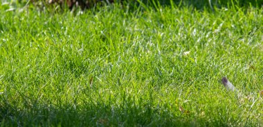 Doğa parkında parlak bitkiler